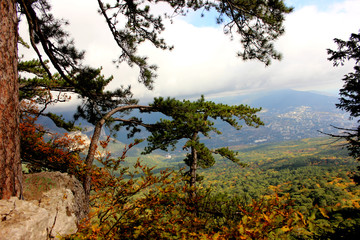Coniferous trees of autumn mountain landscape