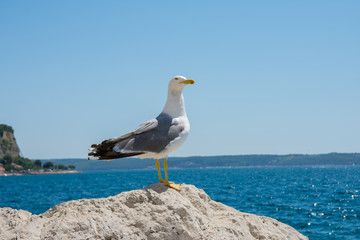 Möve