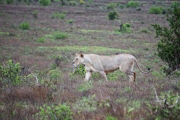 Fototapeta na wymiar Lone lioness walking trough grassy field. Tsavo West National Park, Kenya -Image