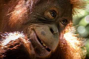 Primer Plano Orangutan en Borneo