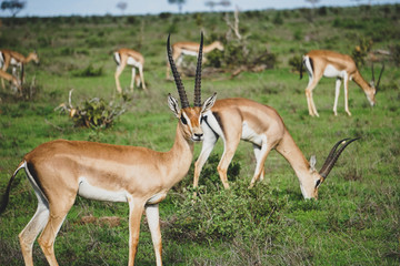 Naklejka na ściany i meble View of herd of beautiful African Impalas in the wild. One looking curiously directly at the camera. Tsavo West National Park, Kenya -Image