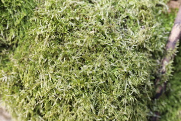 Soft moss covered oak tree bark close up detail