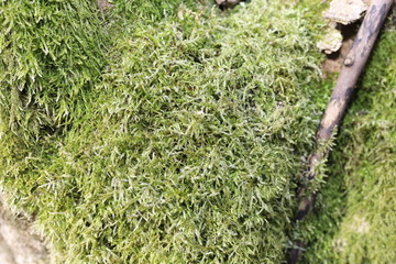 Soft moss covered oak tree bark close up detail