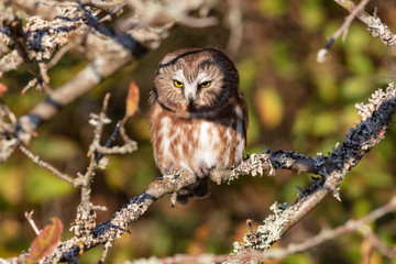 Northern saw whet owl