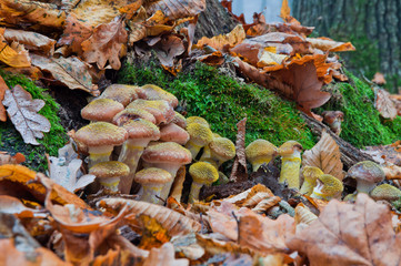 Autumn edible mushrooms Honey fungus (Armillaria mellea) grow in the woods among fallen autumn leaves