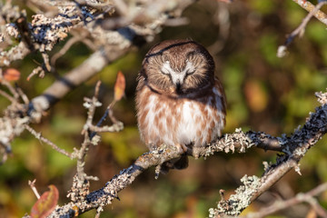 Northern saw whet owl