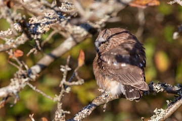 Northern saw whet owl