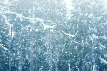 Snowy fir trees and snowfall. Winter background.