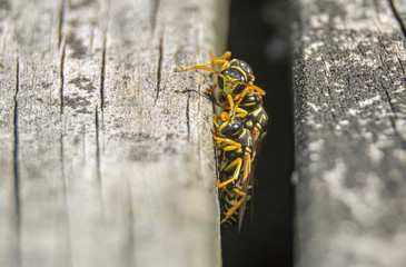 A group of wasps go on patrol