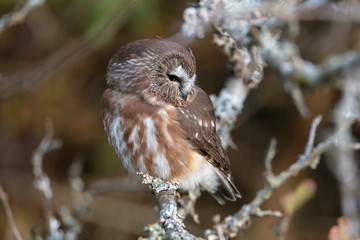 Northern saw whet owl