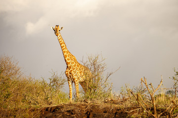 Beautiful shot of giraffe looking curiously at the camera. Early evening light, golden hour. Cloudy sky. Tsavo East National Park, Kenya -Image