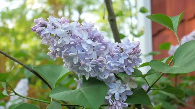 pale purple lilac in spring