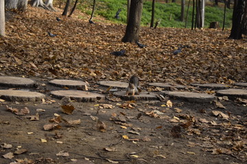 squirrel walking in the park