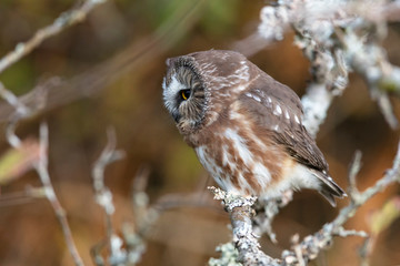 Northern saw whet owl
