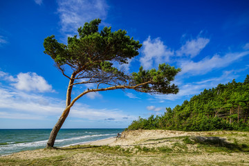 Fototapeta na wymiar Beautiful landscape. View of coastline. Shot of Baltic sea.