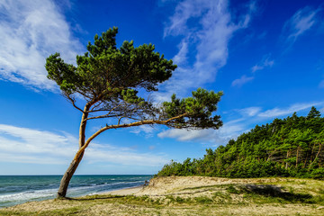 Fototapeta na wymiar Beautiful landscape. View of coastline. Shot of Baltic sea.