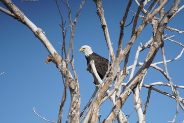 Different avian species gather at a reclamation area in suburban Phoenix, including a bald eagle