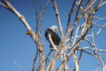 Different avian species gather at a reclamation area in suburban Phoenix, including a bald eagle