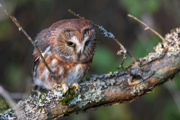 Naklejka na ściany i meble Northern saw whet owl