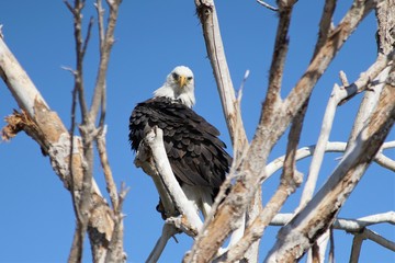 Different avian species gather at a reclamation area in suburban Phoenix, including a bald eagle