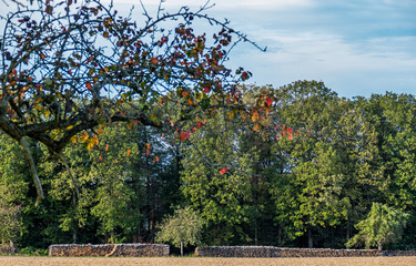 Fototapeta premium Brennholzlager am Waldrand