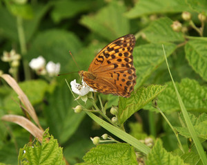 On the flower a butterfly sitting Argynnis pandora