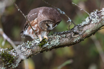 Northern saw whet owl