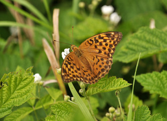 On the flower a butterfly sitting Argynnis pandora