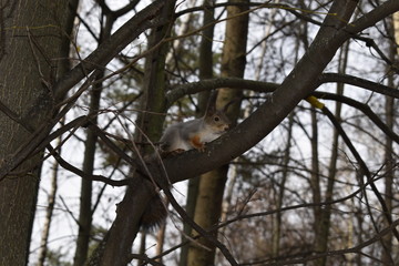 squirrel walking in the park