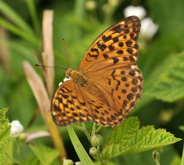 On the flower a butterfly sitting Argynnis pandora