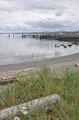 Westcoast Shoreline