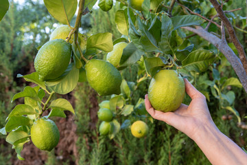 Una mano recoge un limón del árbol.