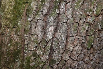 The bark of an oak tree. Highly detailed tree bark texture