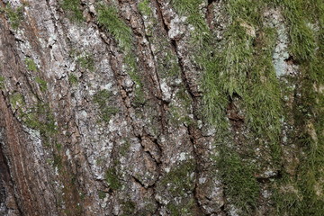 The bark of an oak tree. Highly detailed tree bark texture