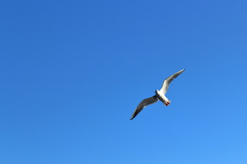 Fototapeta na wymiar seagull in flight against the blue sky looks down
