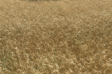 Grano