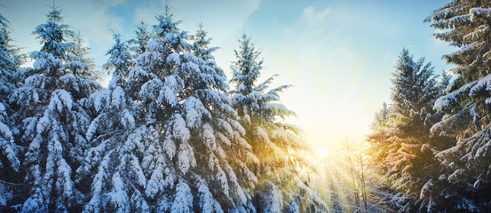 Beautiful winter landscape with snow covered fir trees and sunlight.