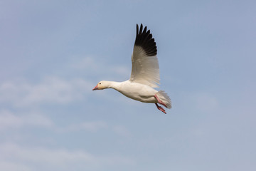 Fototapeta na wymiar White Snow Goose