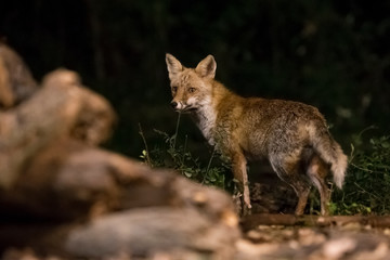 Naklejka na ściany i meble Watchful fox in the forest at night.