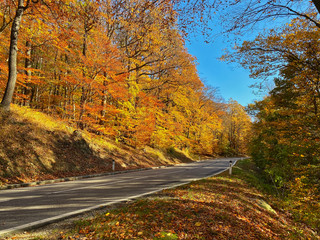 Landstrasse durch Wald im Herbst