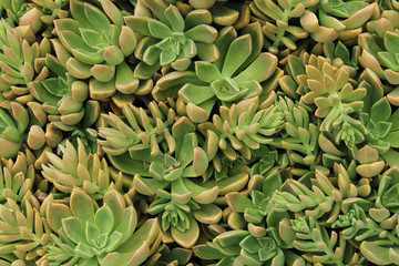 green succulents plants in the park texture background
