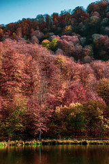 Obraz premium autumn in park