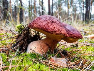 White mushrooms Butyriboletus regius or boletus regius in the forest .