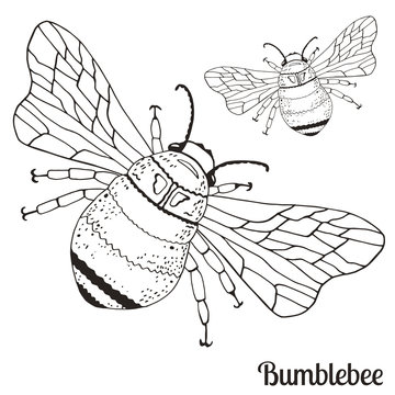 Illustration with flies bumblebee for your design.