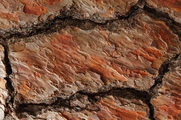 original texture background bark of an old pine close-up