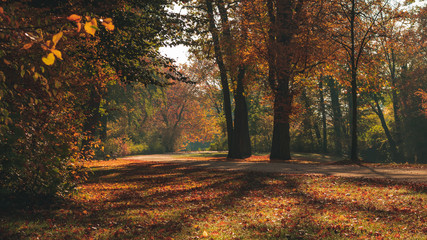 Fototapeta premium Beautiful autumn landscape with pleasant warm sunny light. Picture taken in Bad Muskau park, Saxony, Germany. UNESCO World Heritage Site.