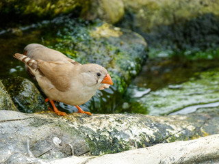 Finch on a rock