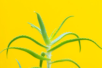 green aloe vera branches on yellow background