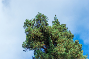 tree and blue sky