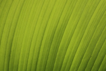 green leaf palm veins close-up texture background